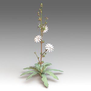 Cichorium flowers