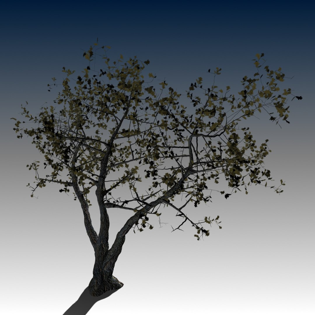 3d realistic oak tree autumn model