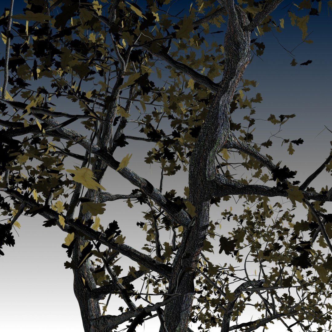 3d realistic oak tree autumn model
