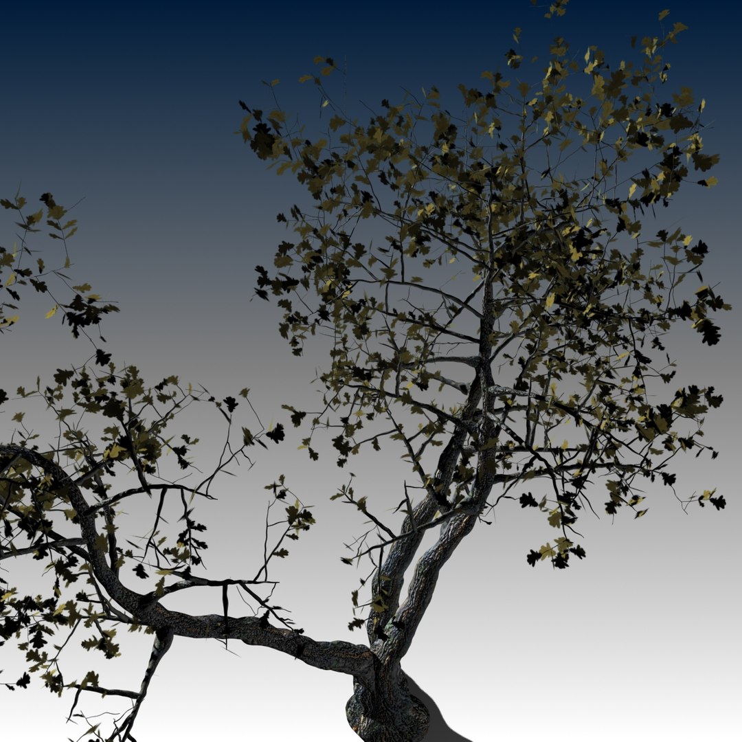 3d realistic oak tree autumn model
