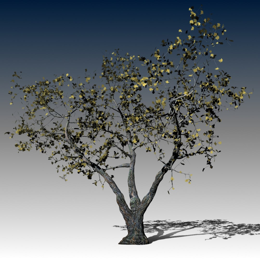 3d realistic oak tree autumn model