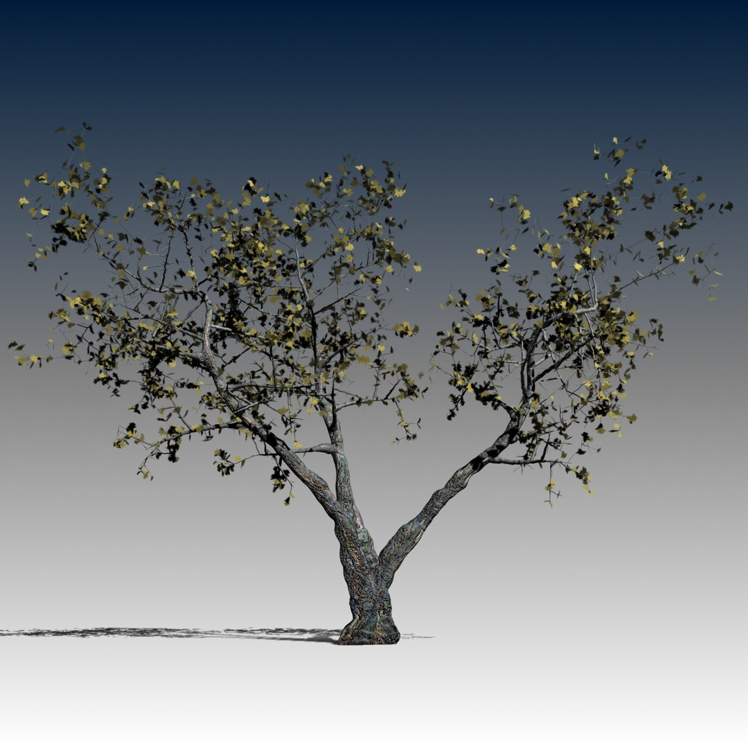 3d realistic oak tree autumn model