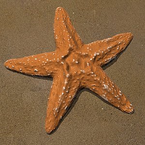 Starfish