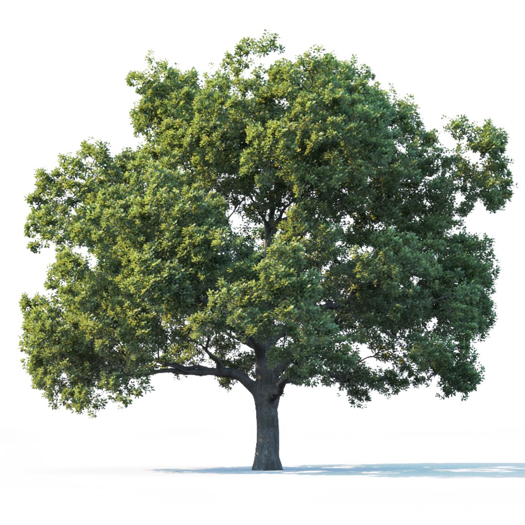 3D oak trees https://p.turbosquid.com/ts-thumb/RZ/eXnwkI/AIvbR73g/quercusrobur32/jpg/1606334483/1920x1080/fit_q87/5193ad81c46153d210611d68a3f066b3502b9462/quercusrobur32.jpg