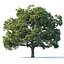 Common oak Nr3 H16-19m Three tree set