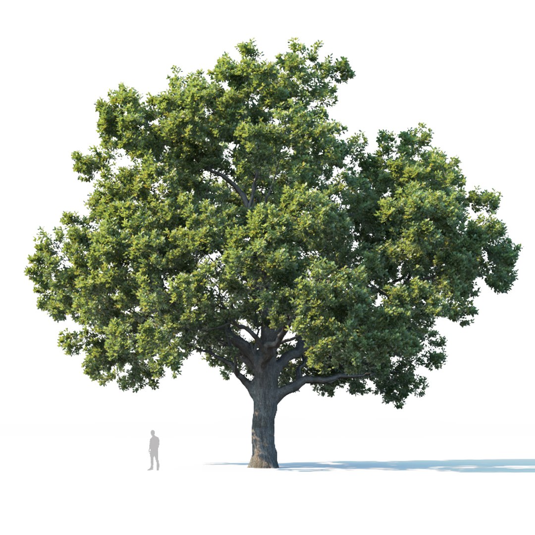 3D oak trees https://p.turbosquid.com/ts-thumb/RZ/eXnwkI/J5sHzT9g/quercusrobur2/jpg/1606334483/1920x1080/fit_q87/6efa5fa56fbfcc4971e6e1d0487bb6390516b5f6/quercusrobur2.jpg