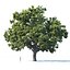 Common oak Nr3 H16-19m Three tree set