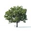Common oak Nr3 H16-19m Three tree set