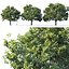 Common oak Nr3 H16-19m Three tree set