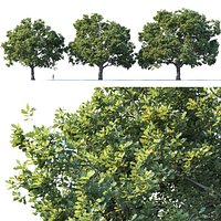 Common oak Nr3 H16-19m Three tree set