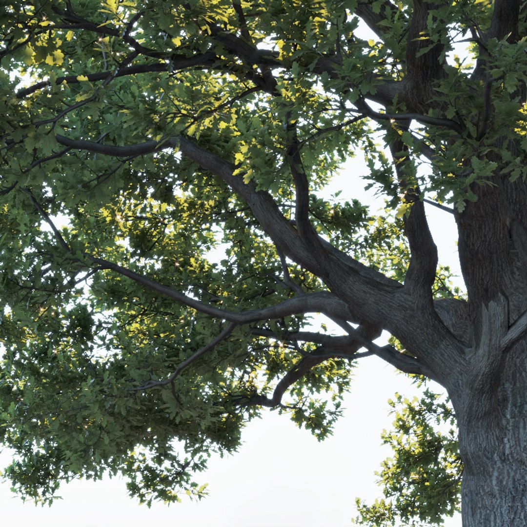 3D oak trees https://p.turbosquid.com/ts-thumb/RZ/eXnwkI/UgtHXxXx/quercusrobur6/jpg/1606334483/1920x1080/fit_q87/15fd85f27fc4902a5428cd270240b588a1529220/quercusrobur6.jpg