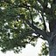 Common oak Nr3 H16-19m Three tree set