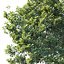 Common oak Nr3 H16-19m Three tree set