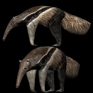 Fully Rigged Low Poly Anteater Ant eater