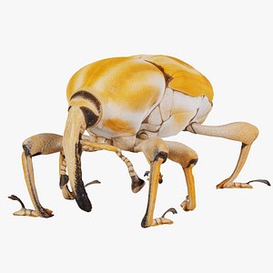 Poteriophorus Monilifasciatus Remastered 3D