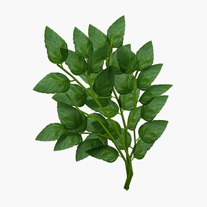 basil herb 3d model