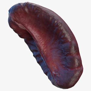 Human Spleen