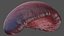 Human Organs Collection