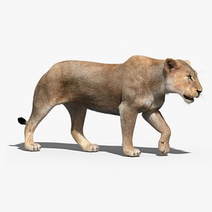 3d lioness fur rigged lion model