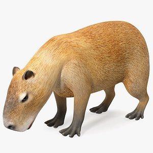 Capybara Eating Pose