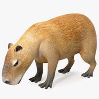 Capybara Eating Pose