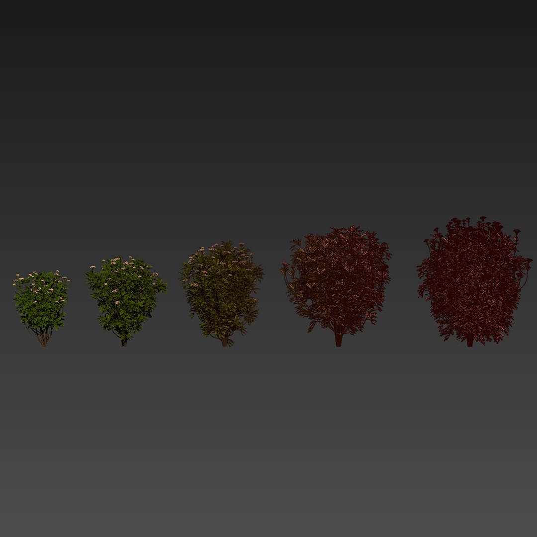 Collection plant vol 569 - Viburnum - Tinus - shurb  - 3Ds max - Cinema 4D 3D model https://p.turbosquid.com/ts-thumb/Ra/0kFSZc/4l/7/jpg/1718887967/1920x1080/fit_q87/5383970f76d4967e5399cf19876a7fe69bbd141d/7.jpg
