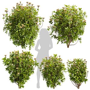 Collection plant vol 569 - Viburnum - Tinus - shurb  - 3Ds max - Cinema 4D 3D model