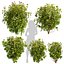 Collection plant vol 569 - Viburnum - Tinus - shurb  - 3Ds max - Cinema 4D