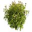 Collection plant vol 569 - Viburnum - Tinus - shurb  - 3Ds max - Cinema 4D