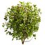 Collection plant vol 569 - Viburnum - Tinus - shurb  - 3Ds max - Cinema 4D