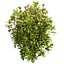 Collection plant vol 569 - Viburnum - Tinus - shurb  - 3Ds max - Cinema 4D
