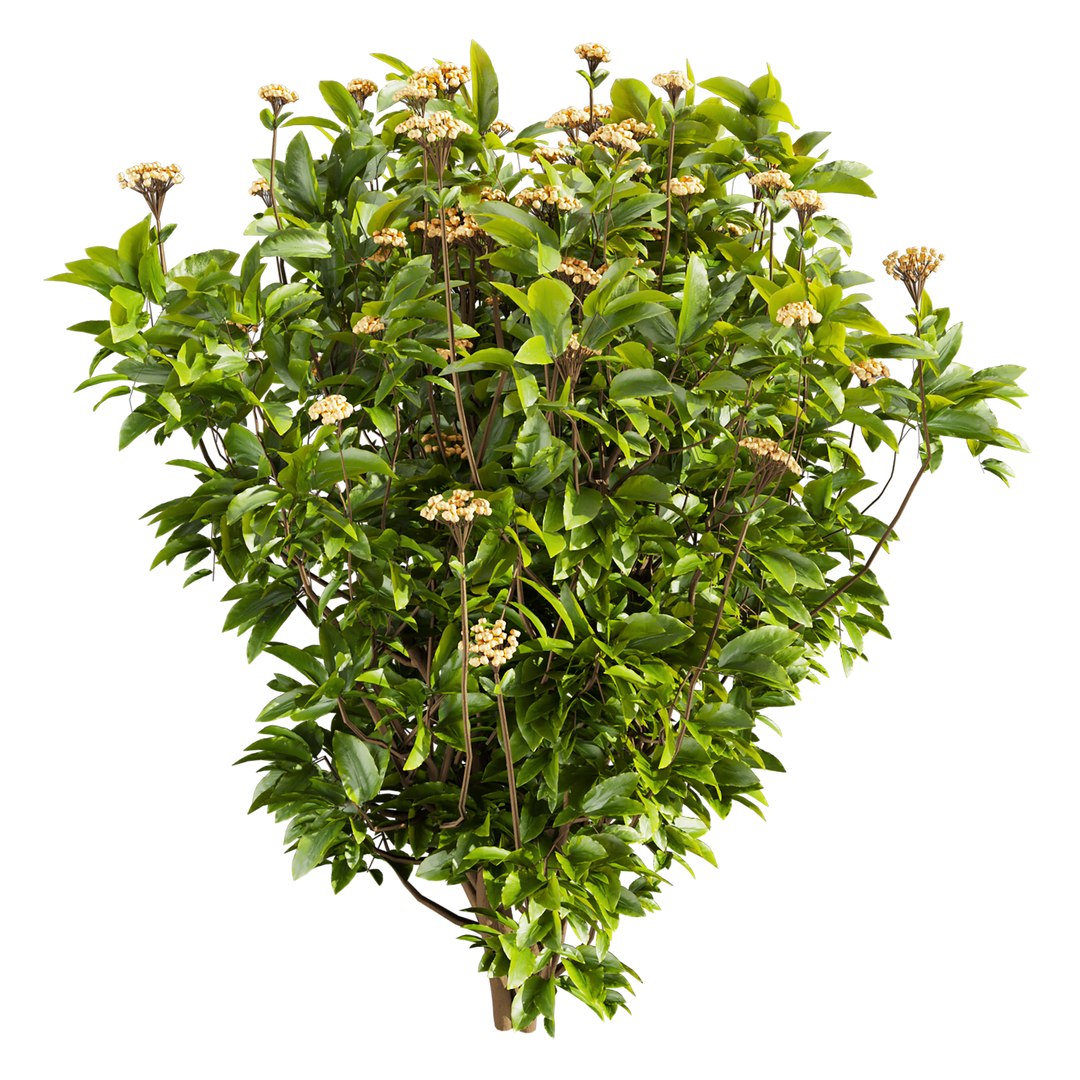 Collection plant vol 569 - Viburnum - Tinus - shurb  - 3Ds max - Cinema 4D 3D model https://p.turbosquid.com/ts-thumb/Ra/0kFSZc/oC/4/jpg/1718887965/1920x1080/fit_q87/d73853b2ea76a8447bea86ab44bde0d38b26d06b/4.jpg