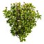Collection plant vol 569 - Viburnum - Tinus - shurb  - 3Ds max - Cinema 4D