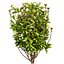 Collection plant vol 569 - Viburnum - Tinus - shurb  - 3Ds max - Cinema 4D