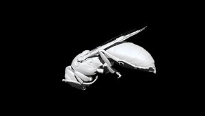 Wasp 3D CT scan model decimate 30 percent 3D model
