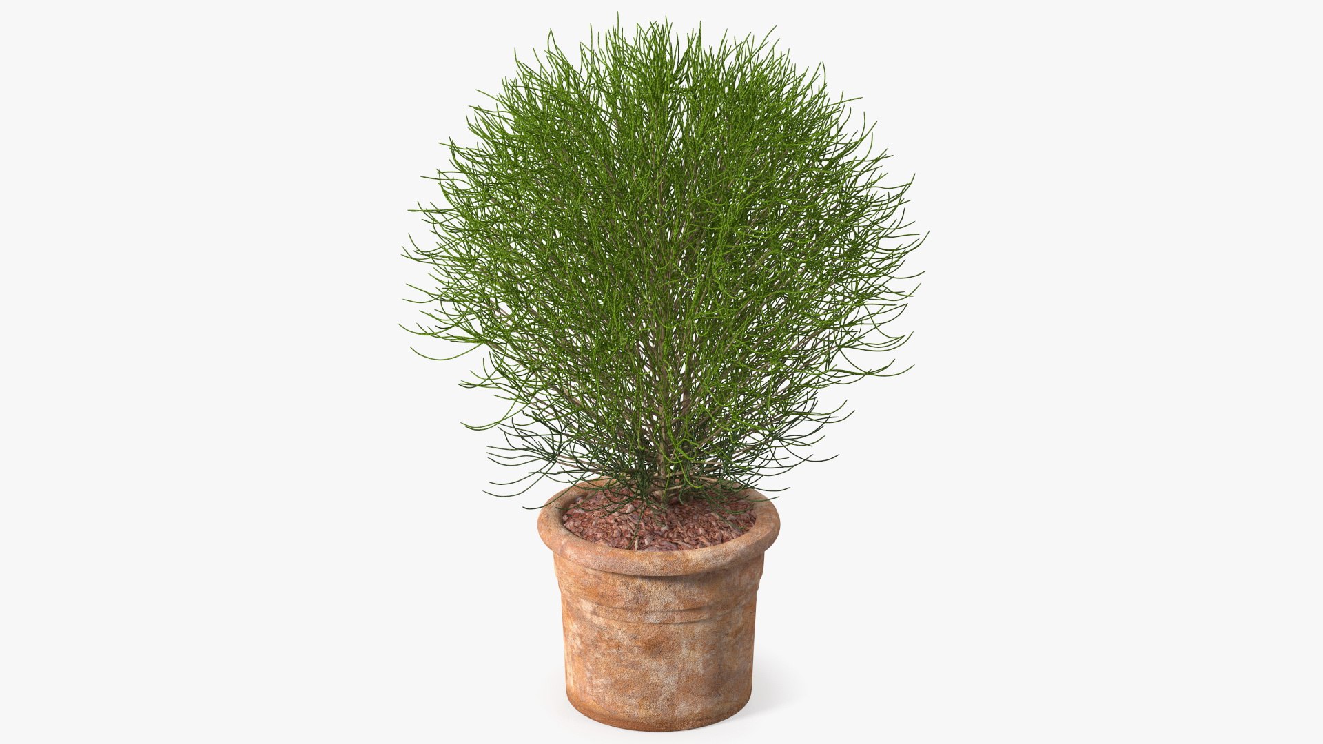 Green Spherical Shrub Pot Plant 3D model preview