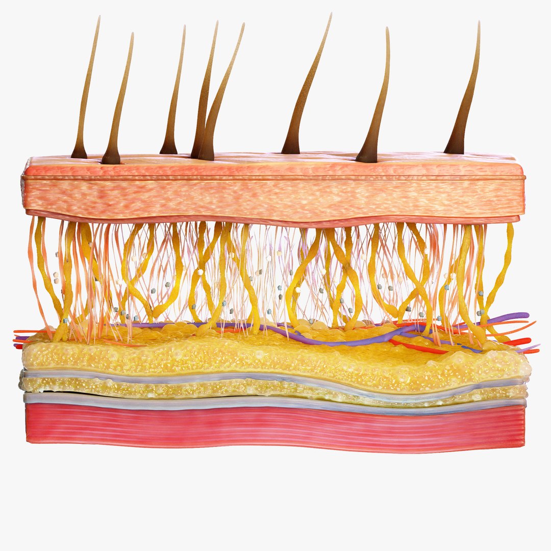 3D Skin Cross Section - TurboSquid 2003448