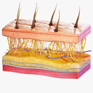 Skin Cross Section