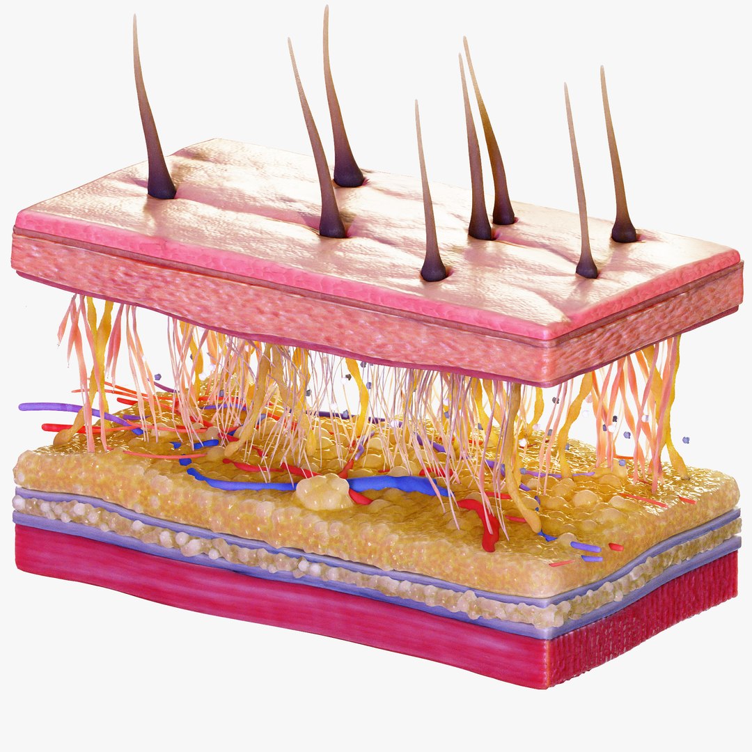 3D Skin Cross Section - TurboSquid 2003448