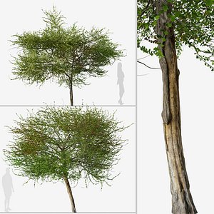 3D Set of English Hawthorn or Crataegus monogyna Tree model