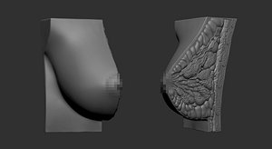3D Anatomical Breast Cross-Section Model for Medical Education and 3D Printing model