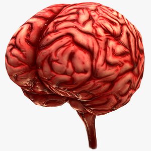 Human Brain