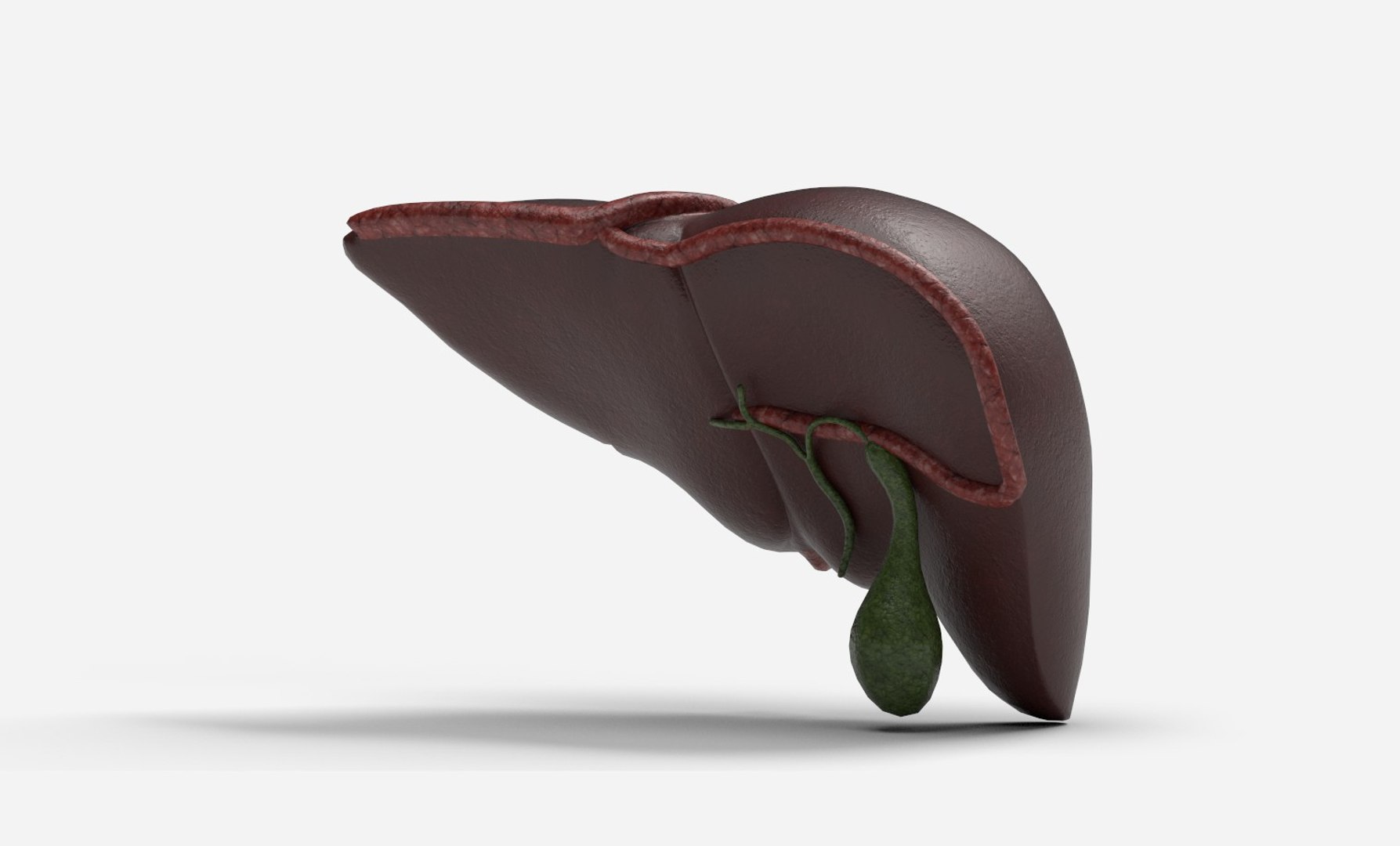 3D Liver Damage Stages https://p.turbosquid.com/ts-thumb/Ra/YEZMol/4a/2/jpg/1761306293/1920x1080/fit_q87/b2d8ed34c223d42861cd8ebabd86dcf0ca32ac1d/2.jpg