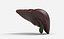 Liver Damage Stages