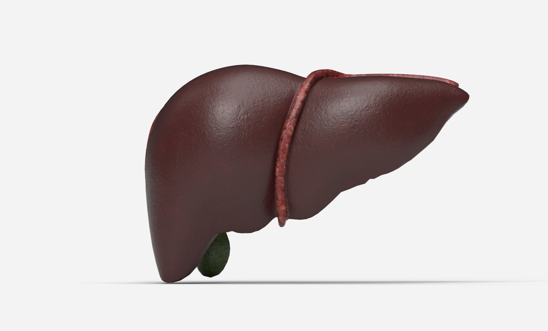 3D Liver Damage Stages https://p.turbosquid.com/ts-thumb/Ra/YEZMol/4y/1/jpg/1761306292/1920x1080/fit_q87/806ebdab7ff4948d29916fccb30bcb5ffca809e7/1.jpg