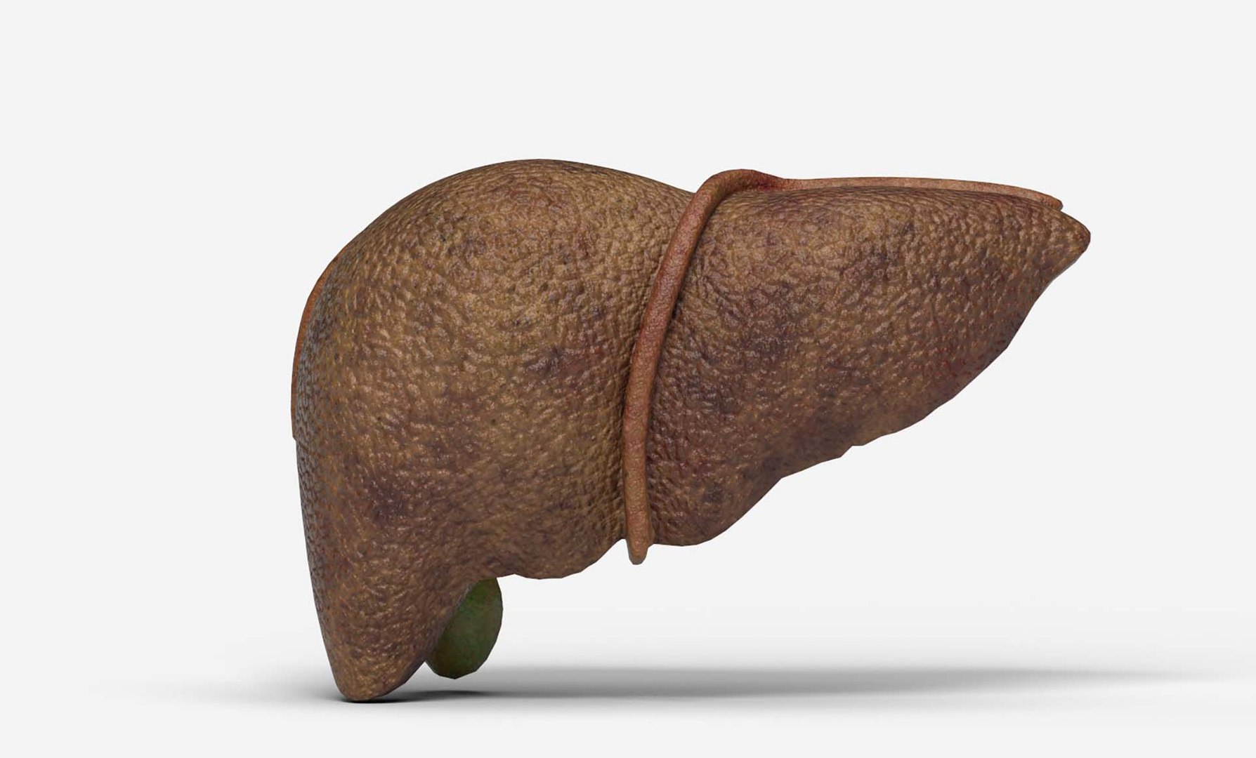 3D Liver Damage Stages https://p.turbosquid.com/ts-thumb/Ra/YEZMol/xV/5/jpg/1761309221/1920x1080/fit_q87/a3398ef0ec4812fde6e9edfbd49899143f063605/5.jpg