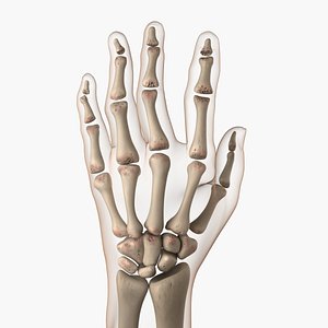 3dsmax arthritic hand
