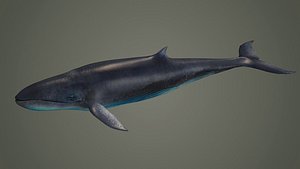 bluewhale whale fish ocean shark water fin sea orca Blue Whale