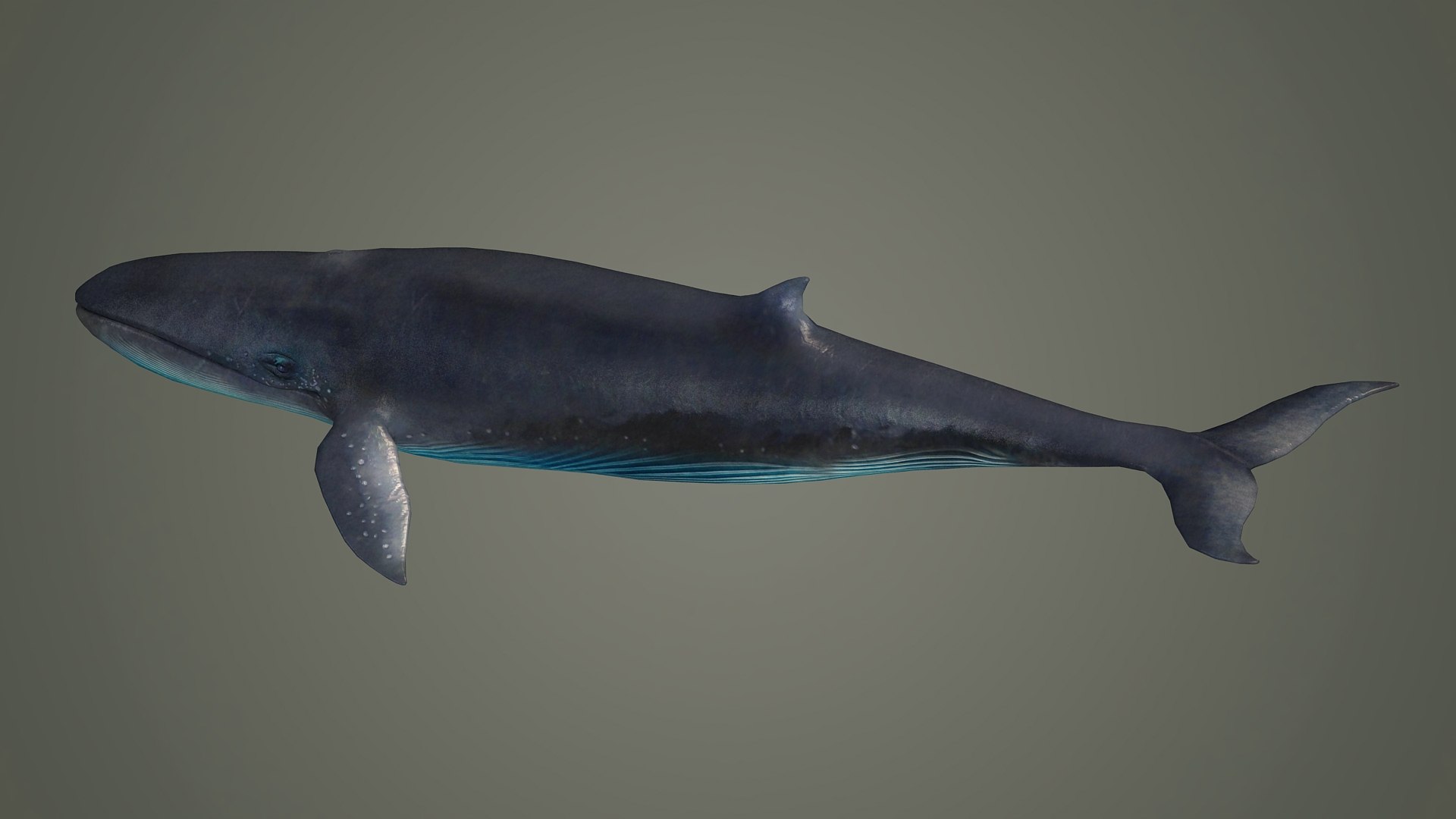 3D Bluewhale Whale Fish Ocean Shark Water Fin Sea Orca Blue Whale ...