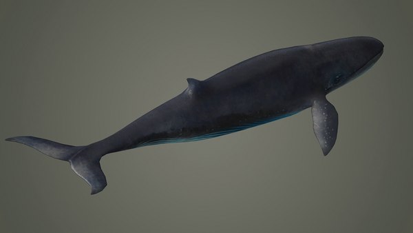 シロナガスクジラ(BlueWhale)、一点ものレリーフ。鯨。希少。手彫り。 m77311379964_1.jpg?1711600893